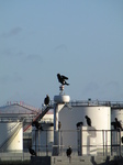 SX25736 Cormorants (Phalacrocorax carbo) on structure.jpg